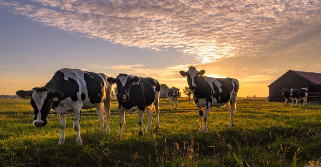 ekologiczne dodatki do pasz w żywieniu bydła